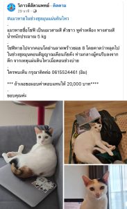 แมวหายช่วงชุลมุนแผ่นดินไหว ย่านลาดพร้าว - IMG 8574